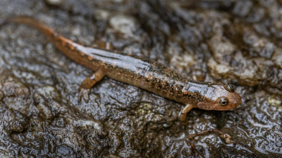 Paedomorphic Tiger Salamanders swarm Colorado Lake