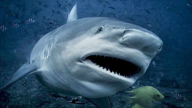 Bull shark (Carcharhinus leucas), swimming towards camera, underwater view, Beqa Lagoon, Beqa, Fiji