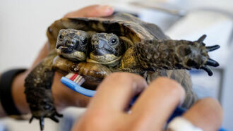 Video: Janus, the Two-Headed Tortoise Turns 25