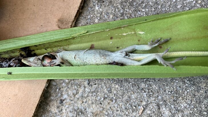 Lizard Found Inside 'Belly' of Carnivorous Plant