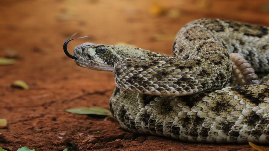 See Why Rattlesnake Sightings Are Expected To Increase In Arizona | iHeart