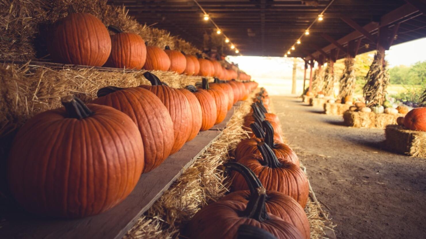 TexasSized Fall Festival Will Feature 750,000 Pounds Of Pumpkins iHeart