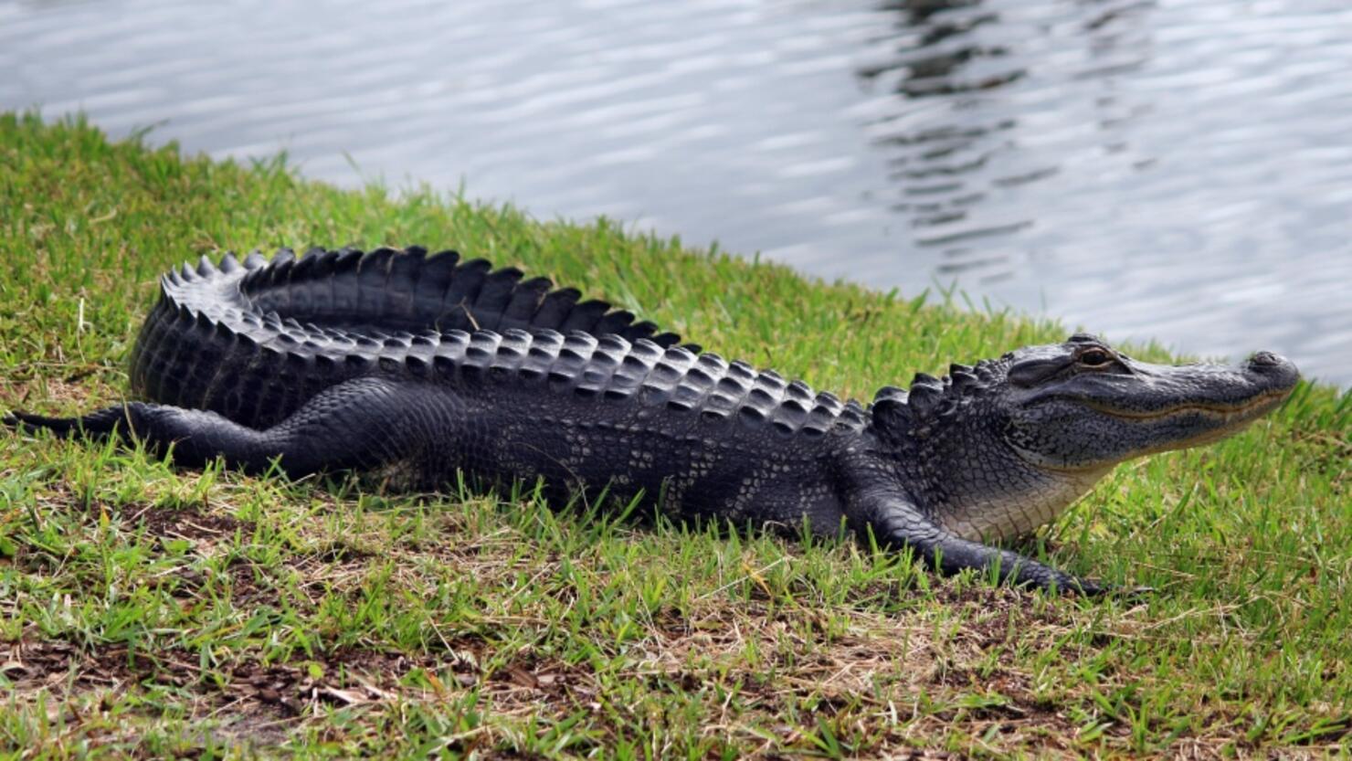 Alligator