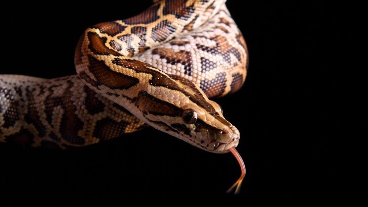 Bizarre 'Escaped Python' Hoax Leaves British Woman Fielding 'Horrible' Phone Calls