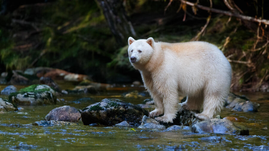 Extremely Rare White 'Spirit Bear' Spotted In Michigan For The First ...