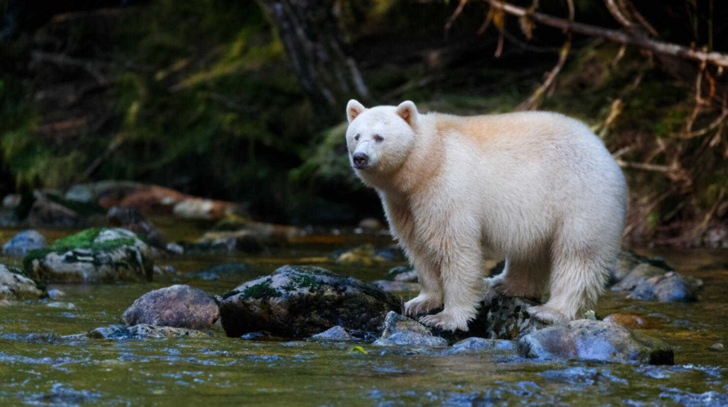 extremely-rare-white-spirit-bear-spotted-in-michigan-for-the-first