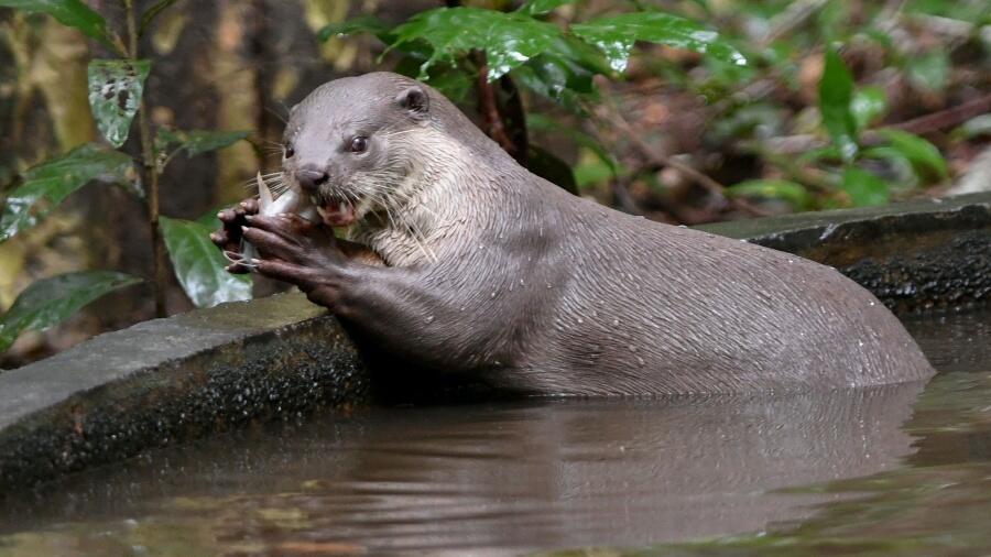 'Rare': Adorable River Otters Spotted In Central Texas | iHeart