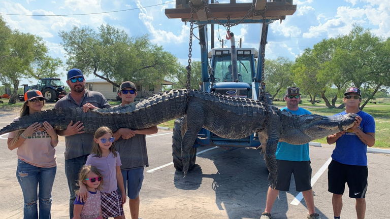 Giant 'Once in a Lifetime' 14-Foot Alligator Caught by Texas Hunters