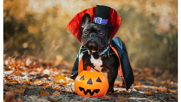 Bulldog dog in a dracula costume. Halloween vampire.