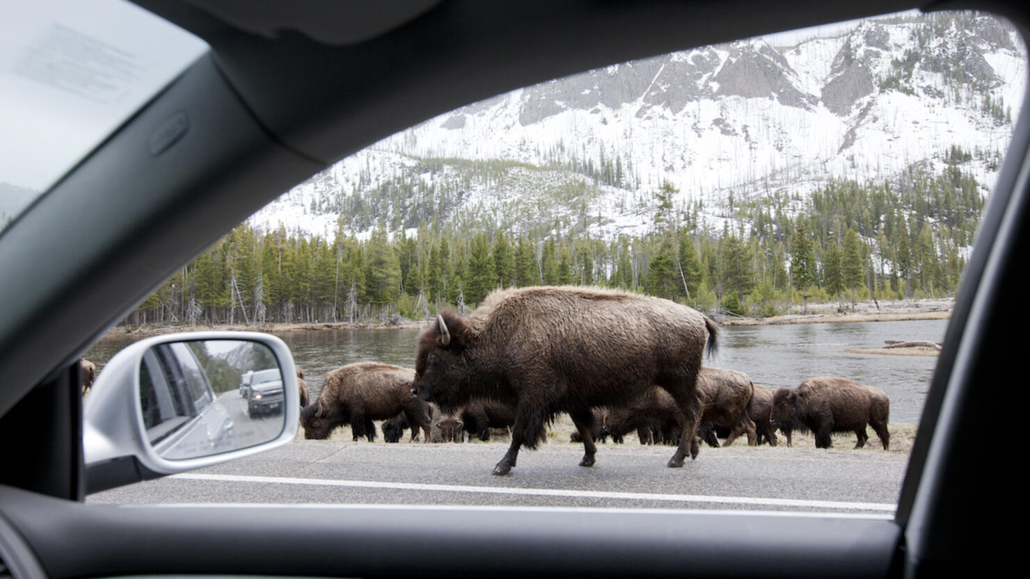 Bishon, Yellowstone National Park.