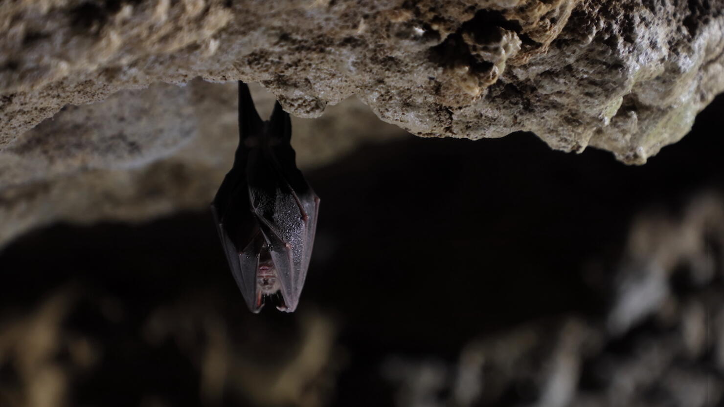 Bat Hanging