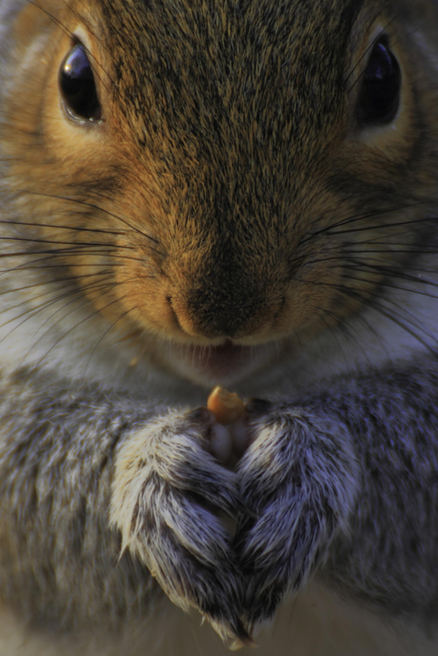 A grey Squirrel in London, United Kingdom
