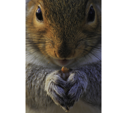 A grey Squirrel in London, United Kingdom