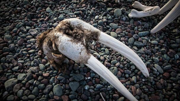 Rare, 'Priceless' Walrus Bones Stolen From Michigan Home