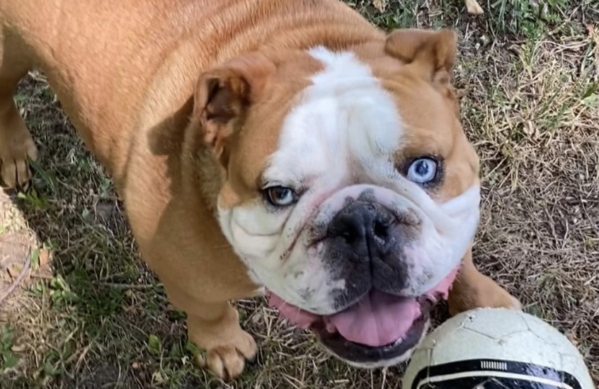 Bobby Bones Shares Update On Bulldog Stanley’s Torn ACLs | The Bobby ...