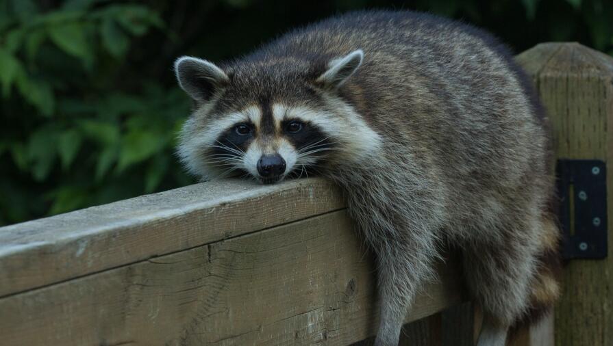 Drunk Raccoon Found Passed Out In a Virginia Liquor Store