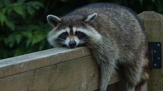 The Fred Show - Drunk Raccoon Found Passed Out In a Virginia Liquor Store