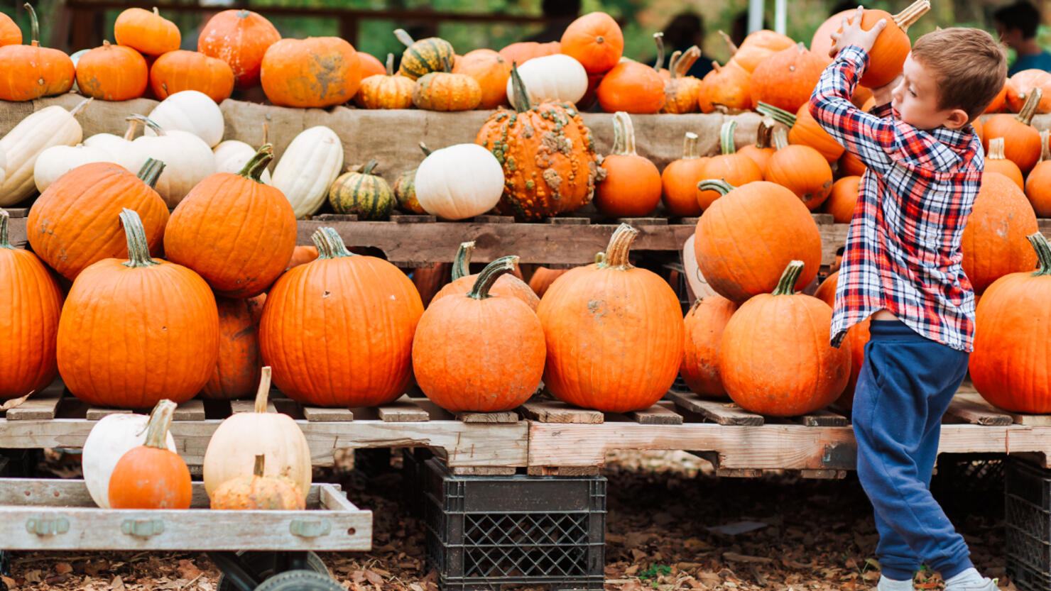 this-is-the-best-pumpkin-patch-in-tennessee-iheart