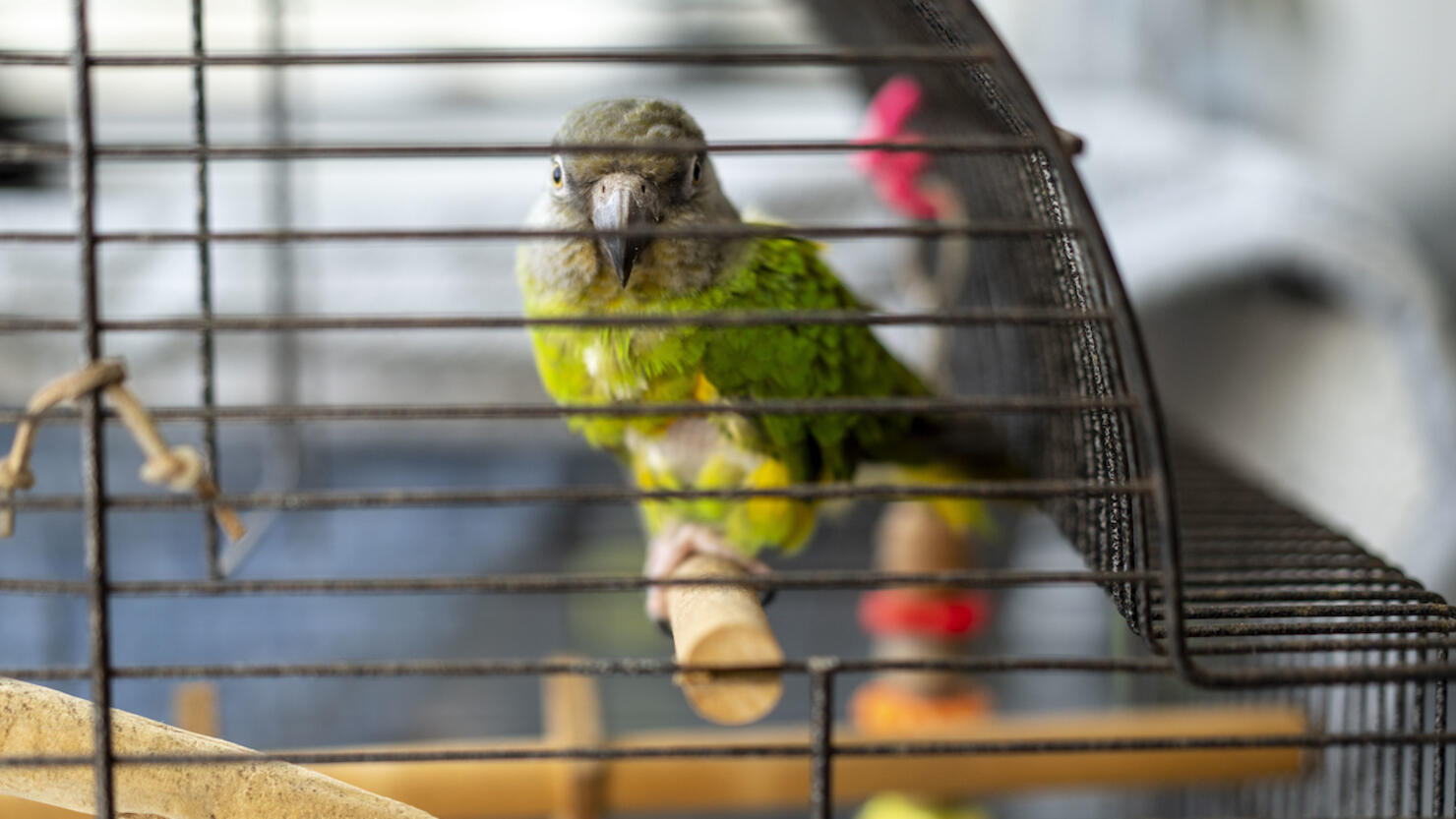 ESTERO, FL - OCTOBER 3: Will the Senegal parrot is seen at a sh
