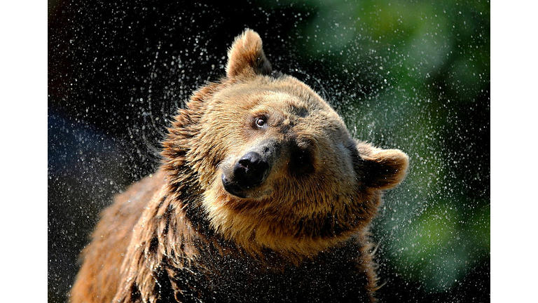 A grizzly bear comes out of the water at