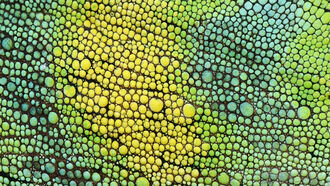 Natural Health / American Cryptids