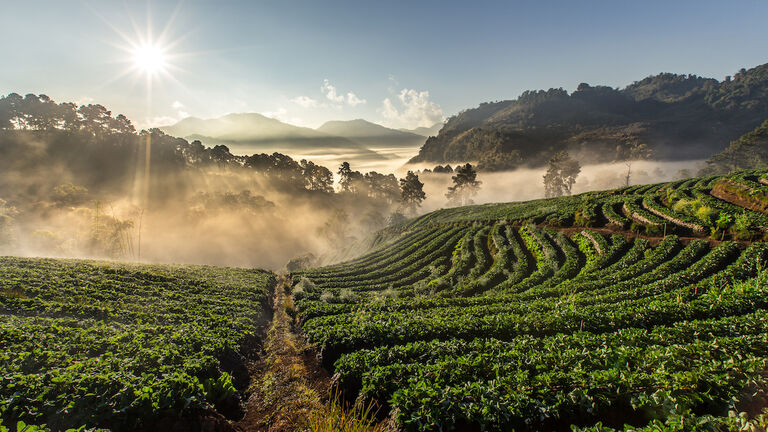 Strawberry farm at Doi Angkhang, Chiangmai