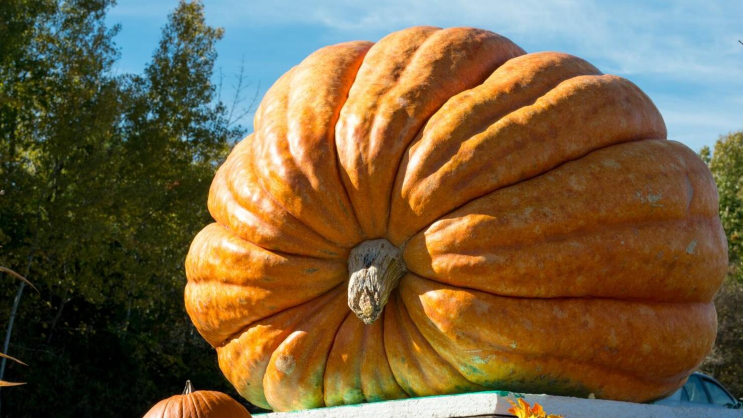 Minnesota man breaks record with 2 560 pound pumpkin iheart