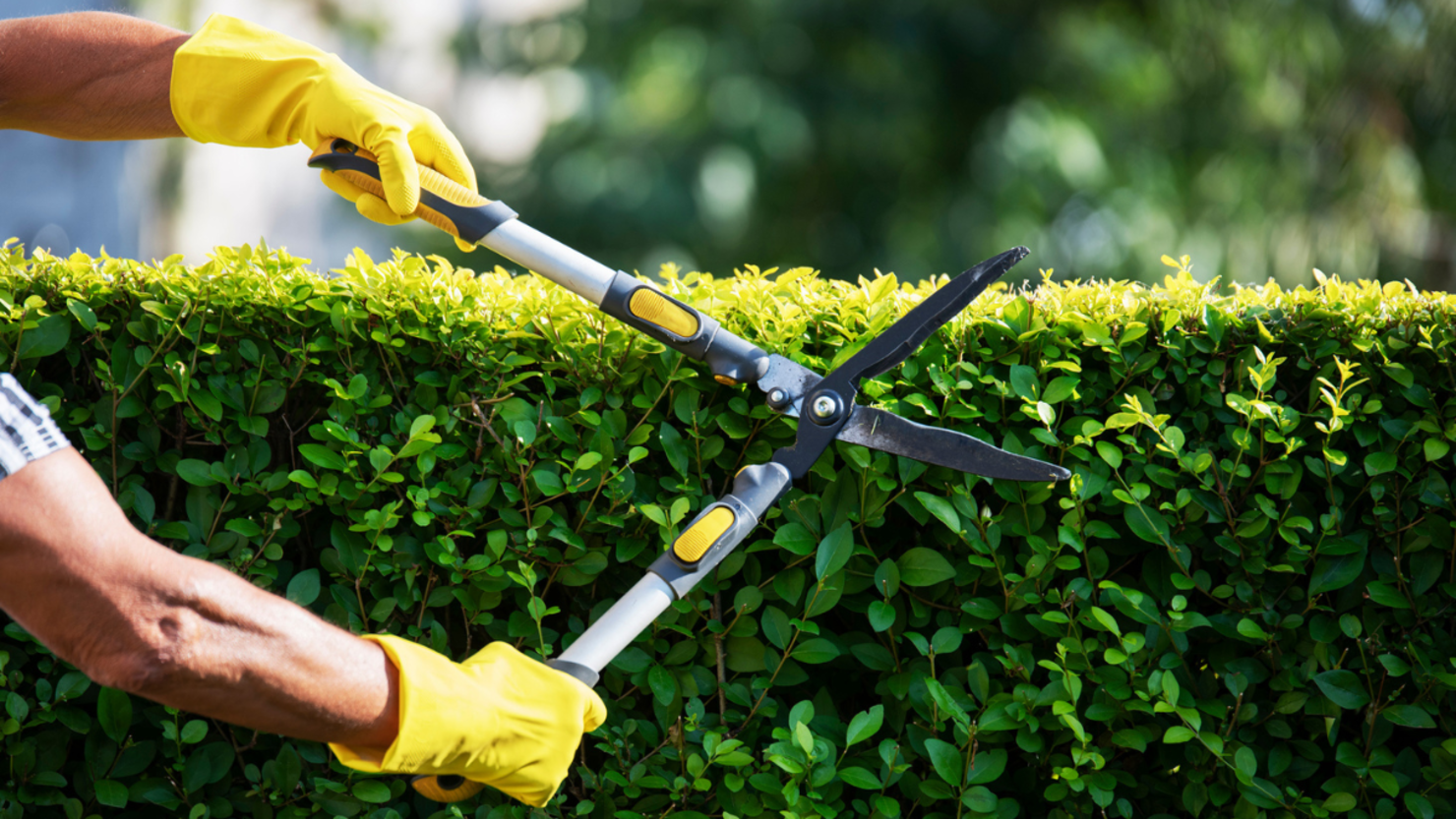 Working tree clean