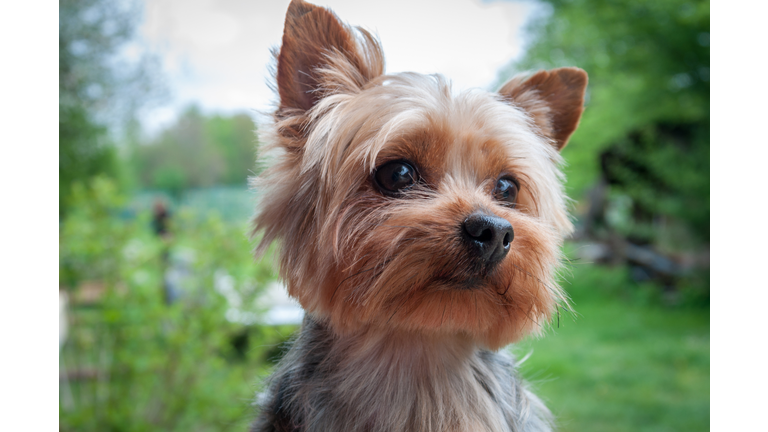 Yorkshire terrier