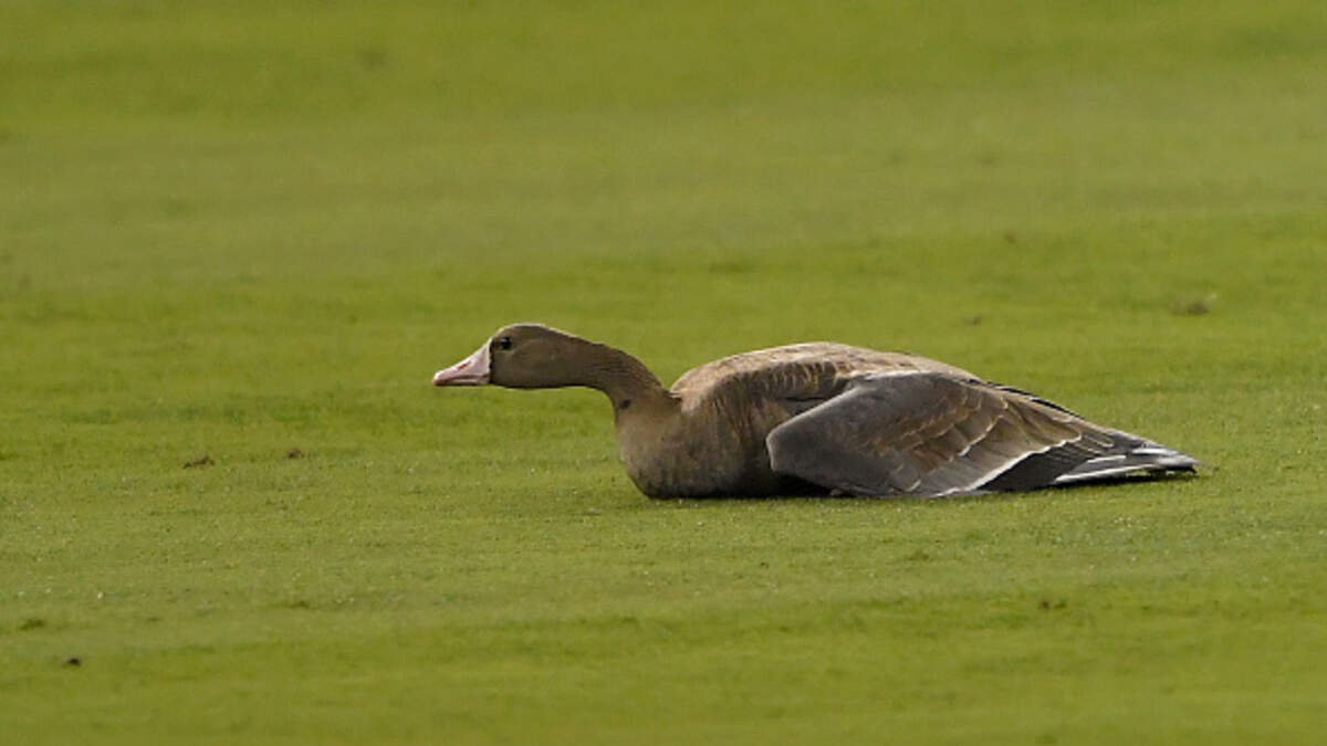 San Diego Padres' goose providing the spark the Padres need to