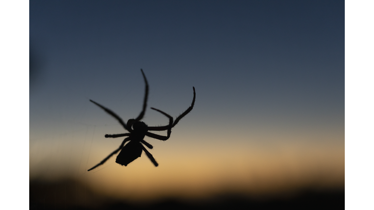 Close up silhouette spider against dusk sky