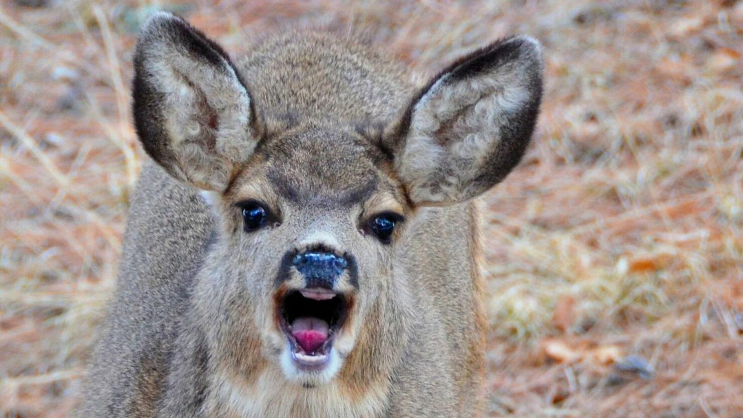 Вирус зомби оленя. Angry Deer. Изнуряющая болезнь оленей.