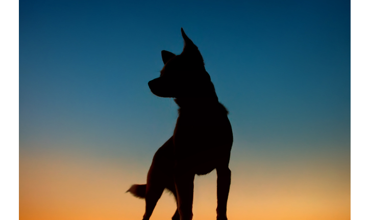 Chihuahua silhouette looking to the left