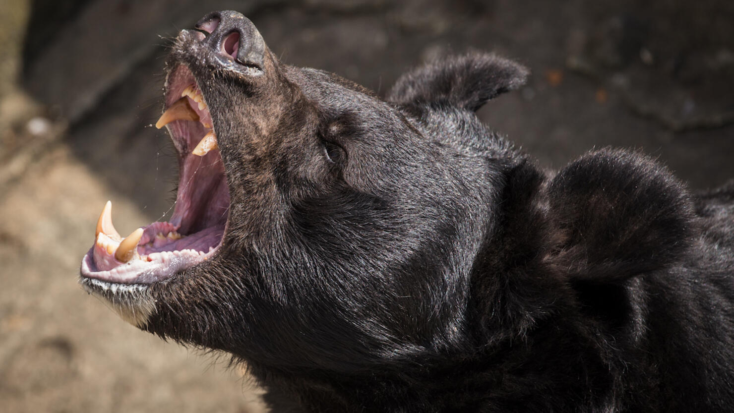 Roaring black bear