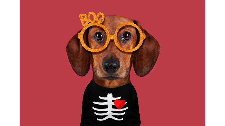 Funny dog on Halloween