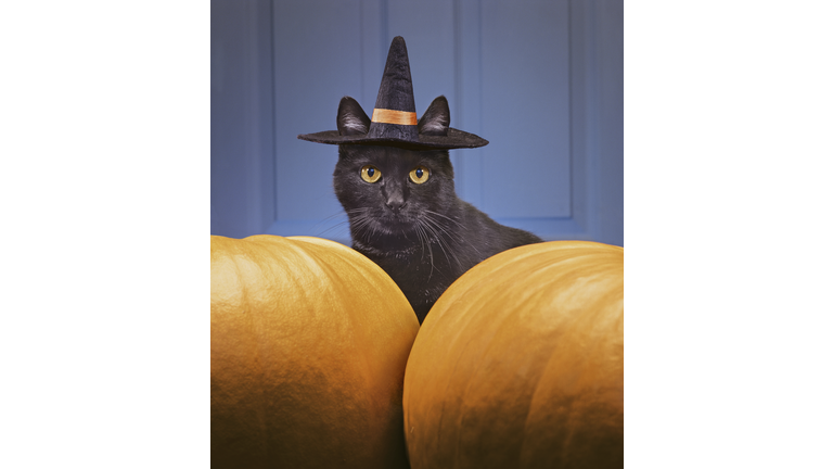 Black cat wearing witch's hat amongst pumpkins