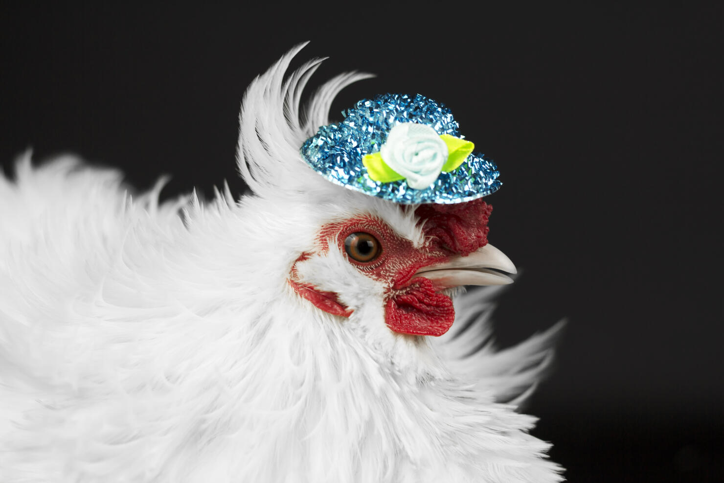 Hen with hat