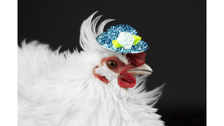 Hen with hat