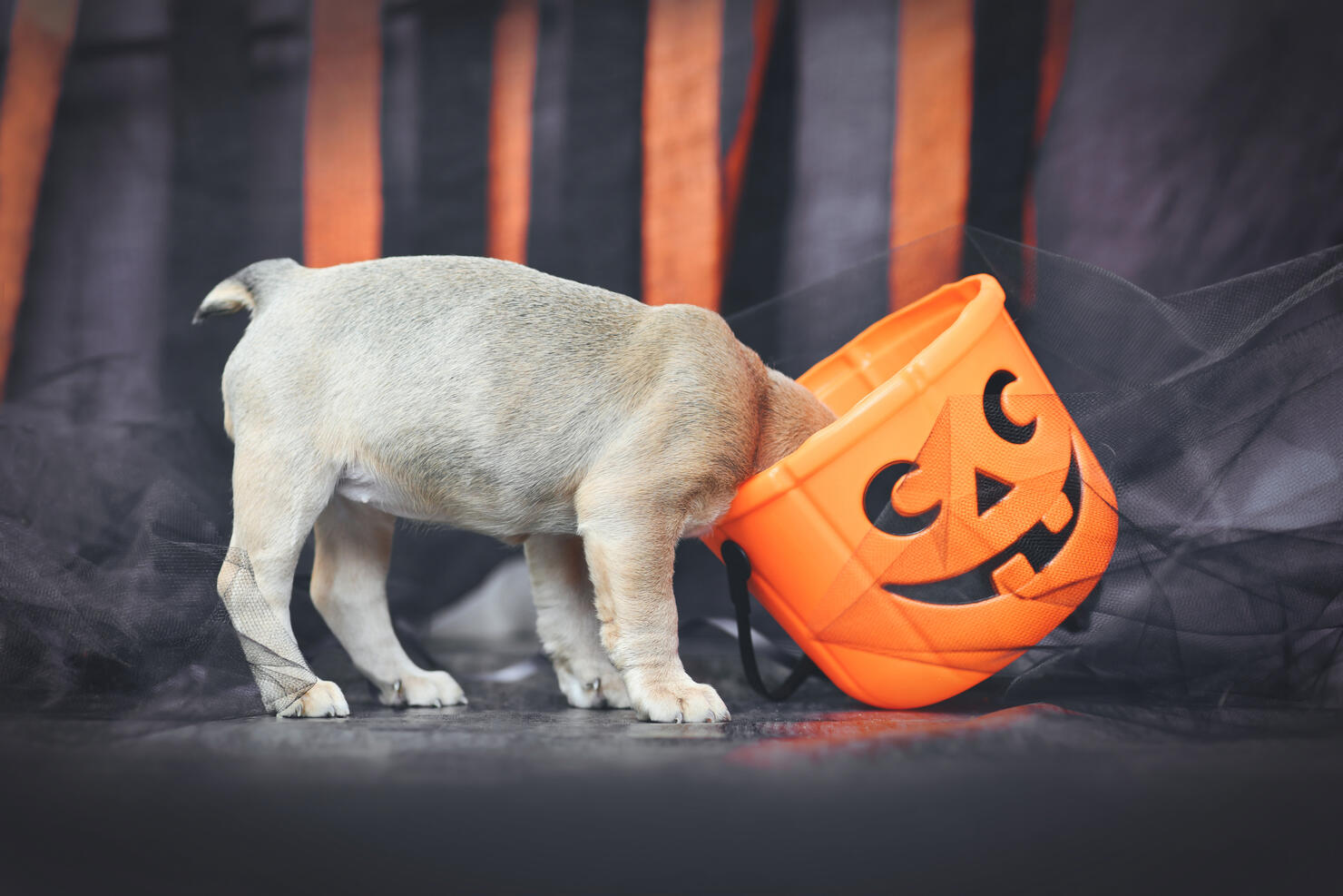 Funny French Bulldog dog puppy with head in spooky Halloween trick or treat basket