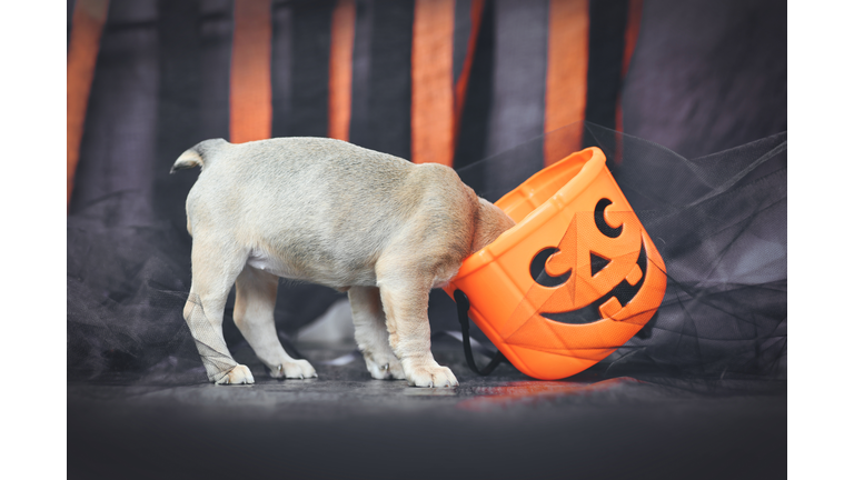 Funny French Bulldog dog puppy with head in spooky Halloween trick or treat basket