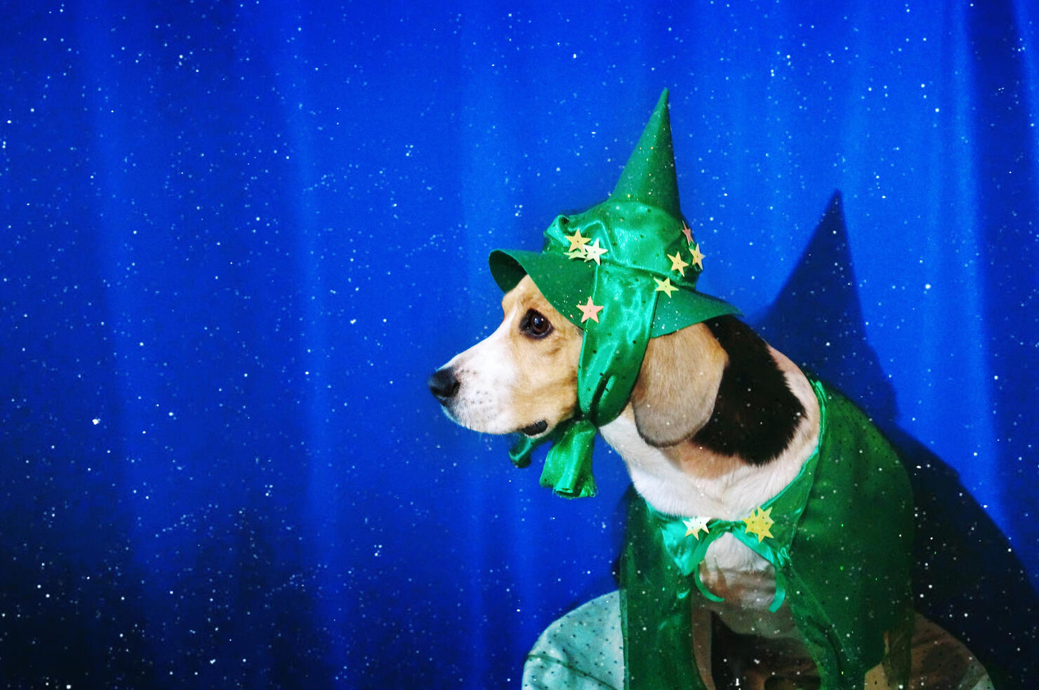 A beagle dog in a fairy halloween costume