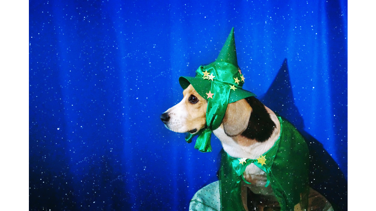 A beagle dog in a fairy halloween costume