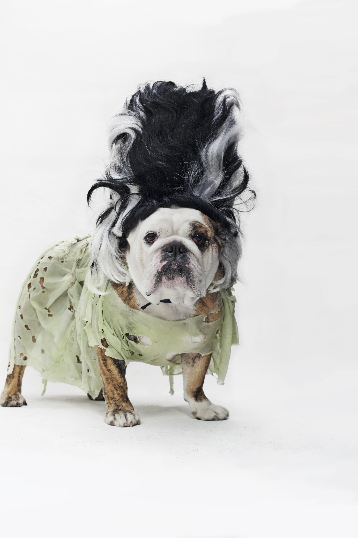 Adorable Halloween pet costumes: Staten Islanders share favorite pics 