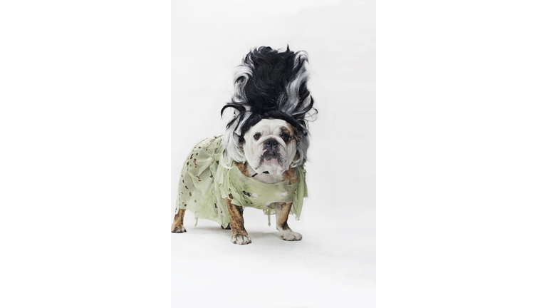 An English Bulldog in costume as the bride of Frankenstein