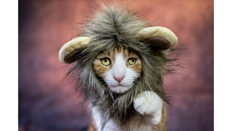 Lion Cat Costume