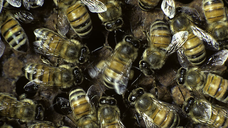 Apis mellifera (honey bee) - waggle dance