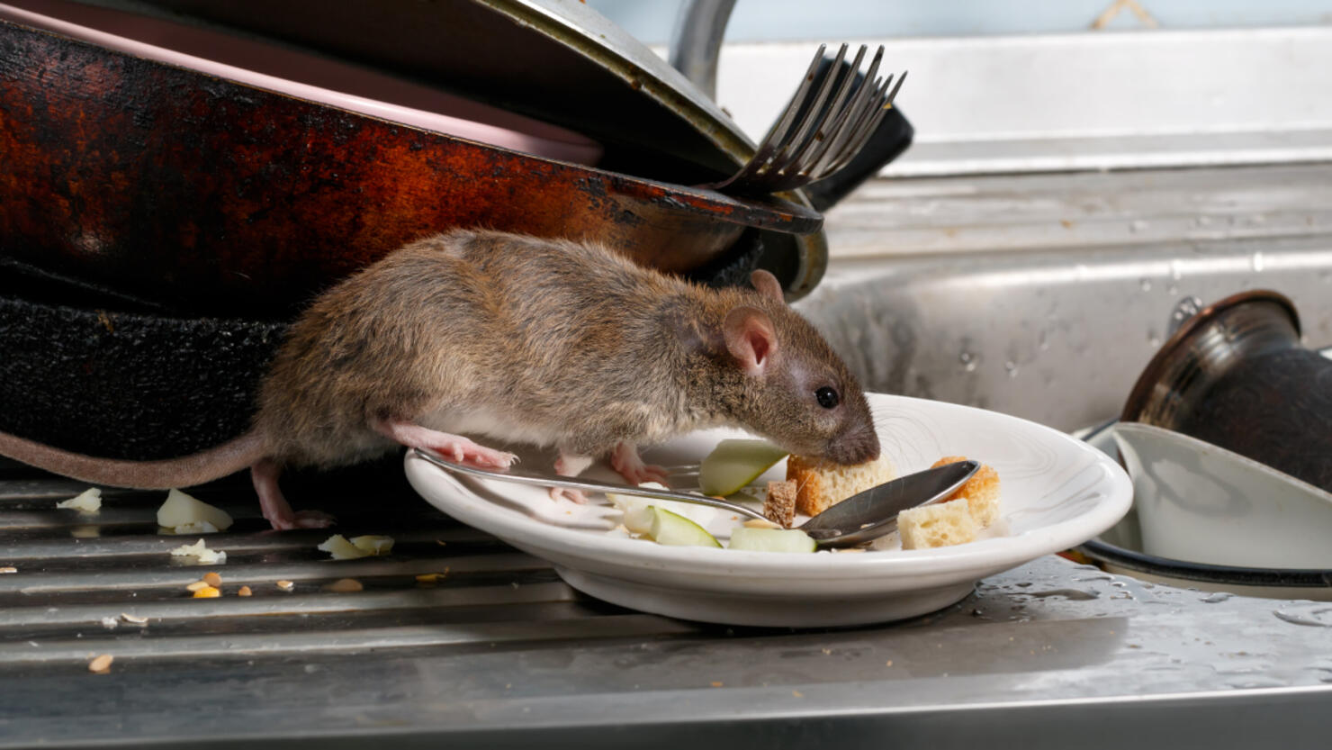 these-north-carolina-cities-are-some-of-america-s-rattiest-cities-in