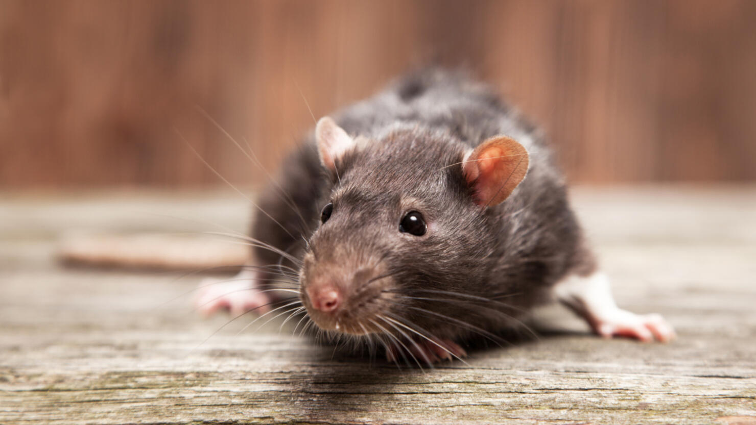 This Tennessee City Is One Of America's 'Rattiest' Cities In 2022 iHeart