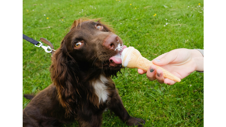 Thousands Of Dogs Take Part In The Great North Charity Dog Walk