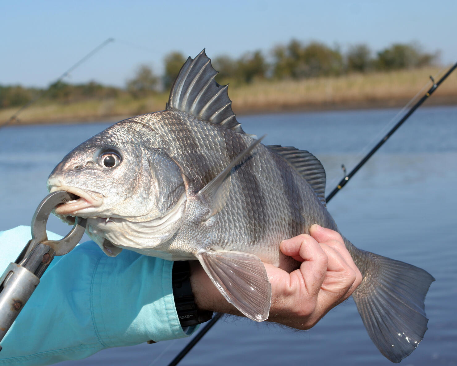 Black Drum